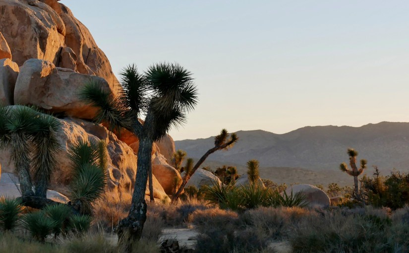 Palm Springs & Joshua Tree National Park (Southern California – Part 1 of&nbsp;3)